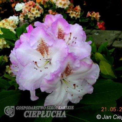 Mrs Charles Pearson griffithianum - Рододендрон гибридный - Mrs Charles Pearson griffithianum - Rhododendron hybridum