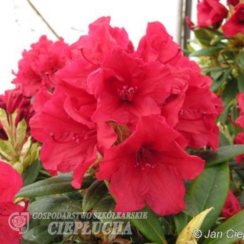 Vulcan griersonianum - Рододендрон гибридный - Vulcan griersonianum - Rhododendron hybridum