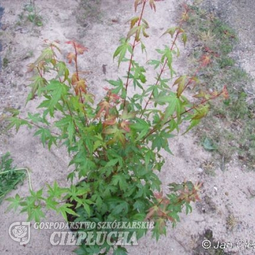 Acer palmatum - klon palmowy - Acer palmatum