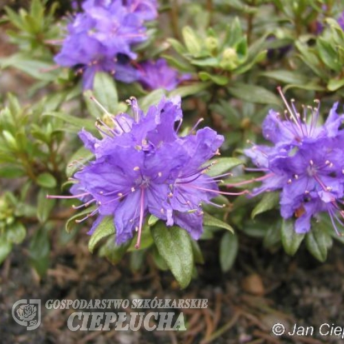 Azurwolke - Rhododendron ; Rhododendron Dwarf Hybrids - Azurwolke - Rhododendron hybridum