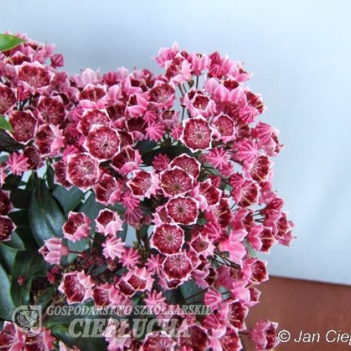 Kalmia latifolia 'Kaleidoskop' - kalmia szerokolistna - Kalmia latifolia 'Kaleidoskop'