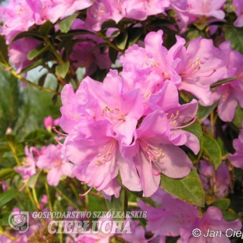 P.J.M. Elite - Rhododendron dauricum - P.J.M. Elite - Rhododendron dauricum