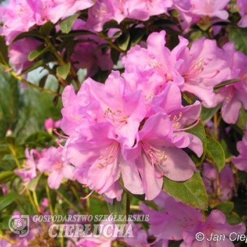 P.J.M. Elite - różanecznik dahurski - P.J.M. Elite - Rhododendron dauricum