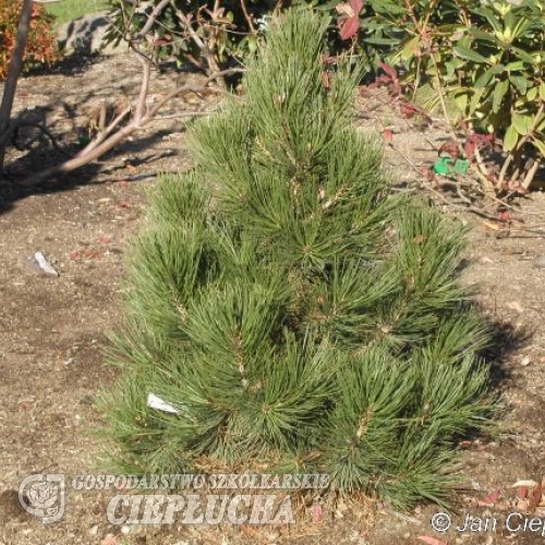 Pinus heldreichii  'Malinki' - Bosnian pine - Pinus heldreichii 'Malinki' ; Pinus leucodermis