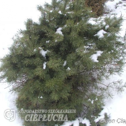 Pinus sylvestris 'Tabuliformis' - Waldkiefer - Scotch's Pine ; Scots Pine - Pinus sylvestris 'Tabuliformis'