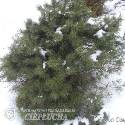 Pinus sylvestris 'Tabuliformis' - Cосна обыкновенная - Pinus sylvestris 'Tabuliformis'