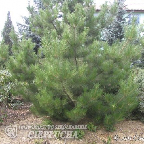 Pinus tabuliformis - Chinese Red Pine - Pinus tabuliformis