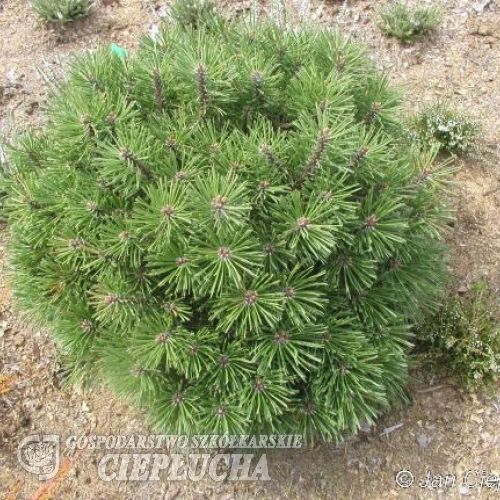 Pinus mugo  'Hexe' ; Сосна пиренейская - Pinus mugo  'Hexe'