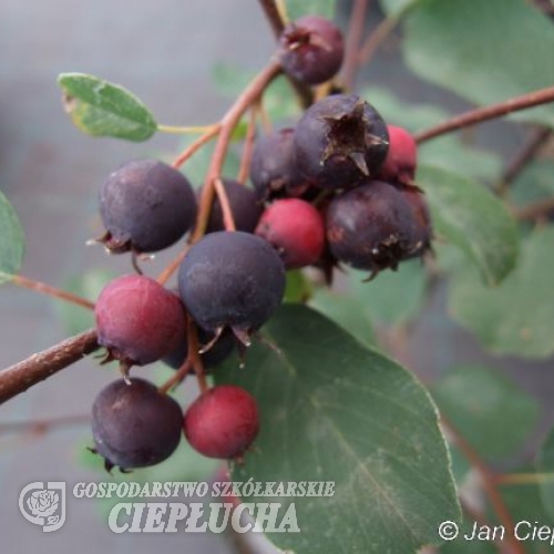 Amelanchier lamarckii - świdośliwa Lamarcka - Amelanchier lamarckii