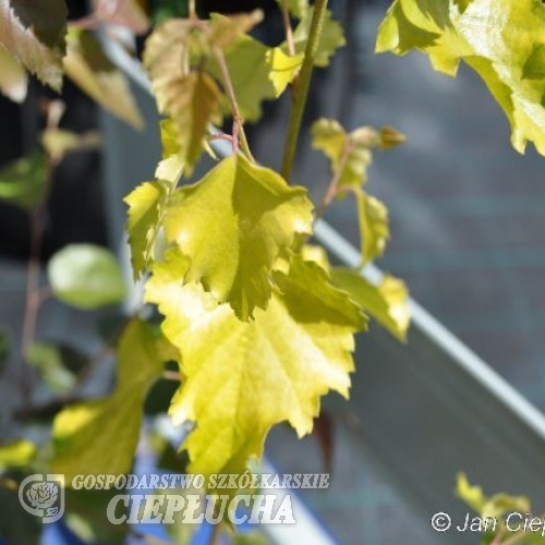 Betula pendula 'Schneverdinger Goldbirke' - Hänge-Birke ; Weiß-Birke  ; Sand-Birke - Betula pendula 'Schneverdinger Goldbirke'