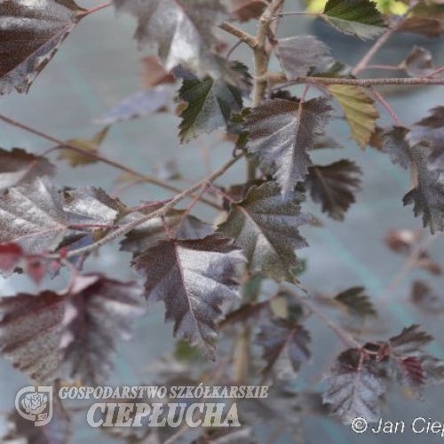 Betula pendula 'Purpurea' - brzoza brodawkowata - Betula pendula 'Purpurea'