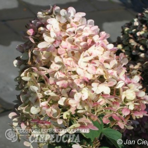 Hydrangea paniculata 'Unique' - Panicle hydrangea - Hydrangea paniculata 'Unique'