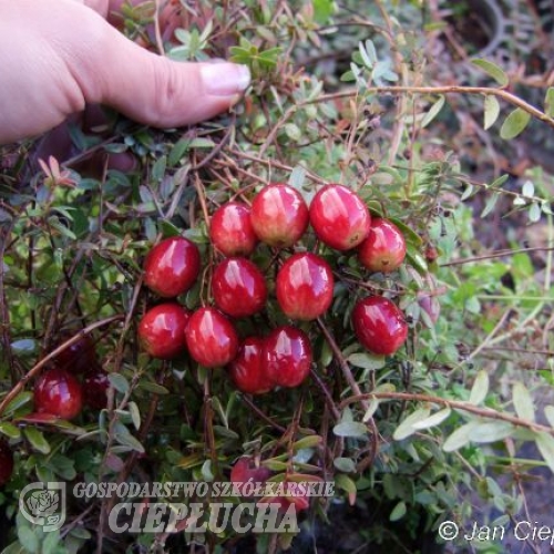 Vaccinium macrocarpon 'Macro Hoves' - Großfrüchtige Moosbeere - Vaccinium macrocarpon 'Macro Hoves'