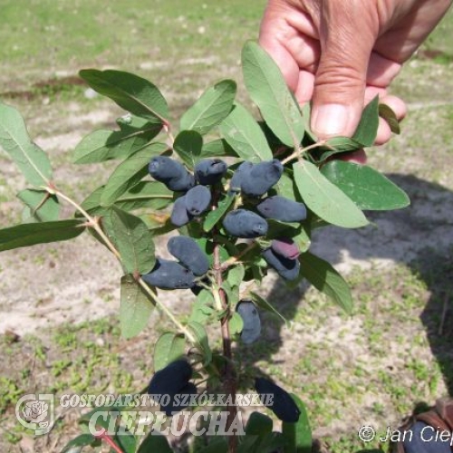 Lonicera kamtschatica 'Amphora' - Blue honeysuckle ;  Haskap - Lonicera kamtschatica 'Amphora'