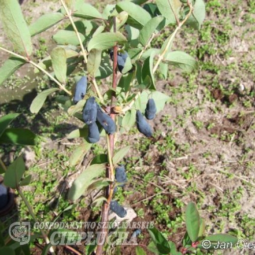 Lonicera kamtschatica 'Morena' - Blue honeysuckle ; Haskap - Lonicera kamtschatica 'Morena'