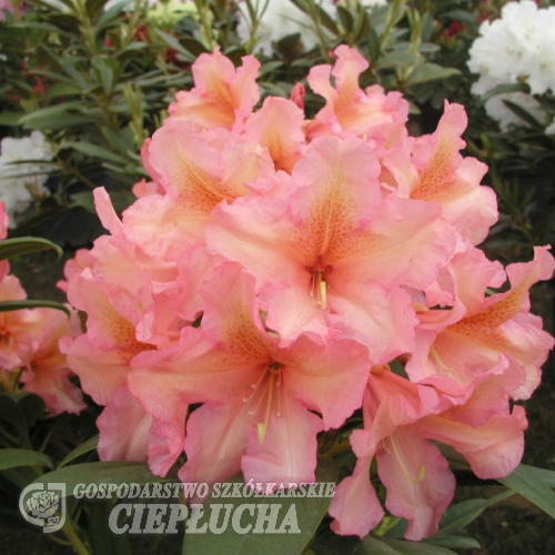 Orangina - Rhododendron hybrid - Orangina - Rhododendron hybridum