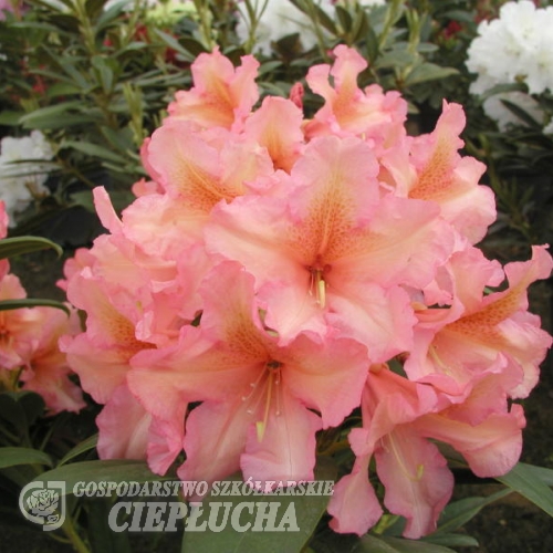 Orangina - różanecznik wielkokwiatowy - Orangina - Rhododendron hybridum