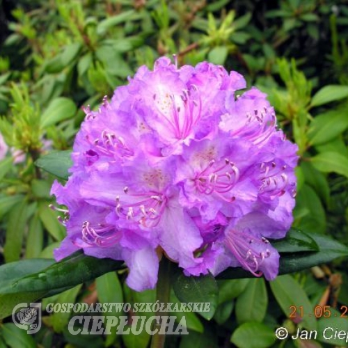 Alfred - Rhododendron hybrid - Alfred - Rhododendron hybridum