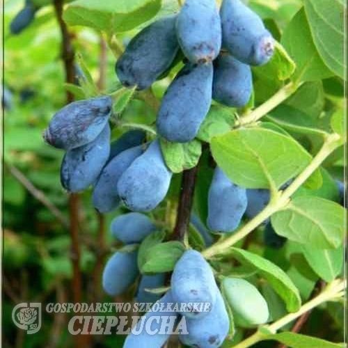 Lonicera kamtschatica 'Leningradski Velikan' - Blue Honeysuckle ; Haskap - Lonicera kamtschatica 'Leningradski Velikan'