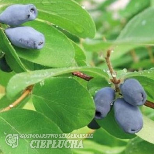 Lonicera kamtschatica 'Tomiczka'- jagoda kamczacka - Lonicera kamtschatica 'Tomiczka'