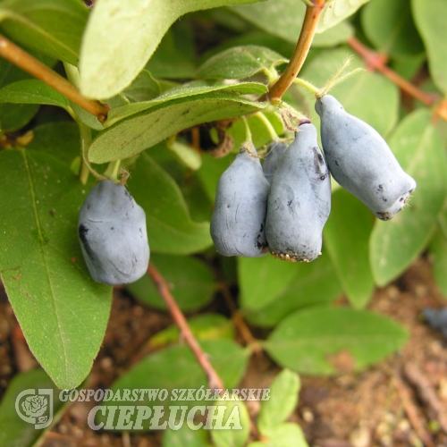 Lonicera kamtschatica 'T3' - Blue Honeysuckle ; Haskap - Lonicera kamtschatica 'T3'