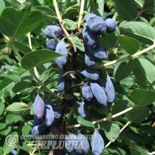 Lonicera kamtschatica 'Wojtek' - Blue Honeysuckle ;Haskap - Lonicera kamtschatica 'Wojtek'