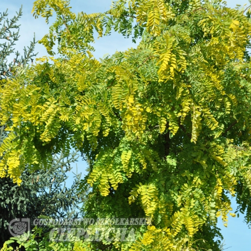 Robinia pseudoacacia Frisia - Gewöhnliche Robinie - Robinia pseudoacacia Frisia