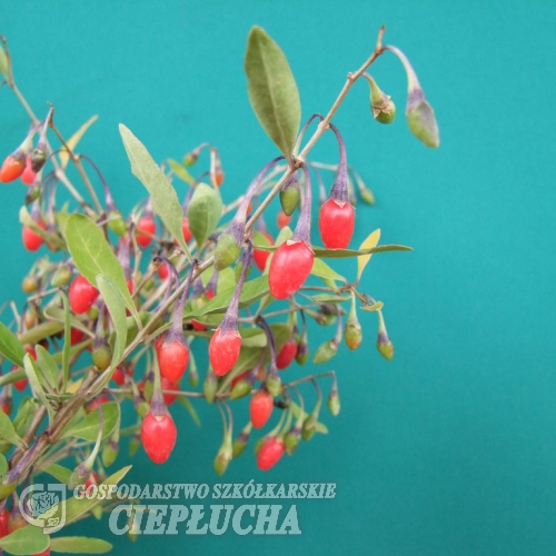 Lycium barbarum -Goji berry - Lycium barbarum