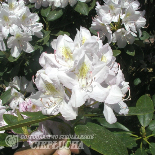 Album Novum - Рододендрон гибридный - Album Novum - Rhododendron hybridum