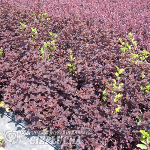 Physocarpus opulifolius 'Purpureus'- pęcherznica kalinolistna - Physocarpus opulifolius 'Purpureus'
