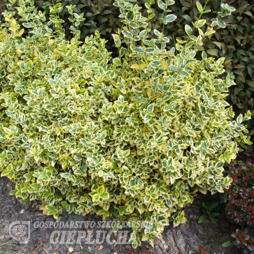 Euonymus fortunei 'Emerald'n Gold' - Kletternder Spindelstrauch - Euonymus fortunei 'Emerald'n Gold'