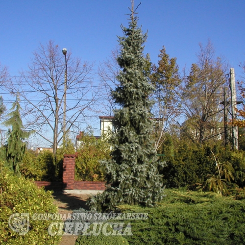 Picea omorika 'Pendula' - świerk serbski - Picea omorika 'Pendula'