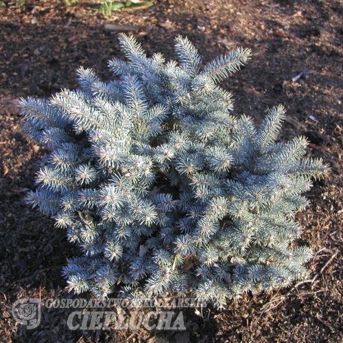 Picea pungens 'Globosa Variegata' - Dwarf Colorado spruce - Picea pungens 'Globosa Variegata'