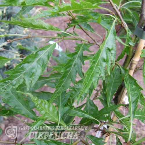 Fagus sylvatica 'Asplenifolia' - Farnblättrige Buche ; Gemeine Buche ; Rot-Buche - Fagus sylvatica 'Aspleniifolia'