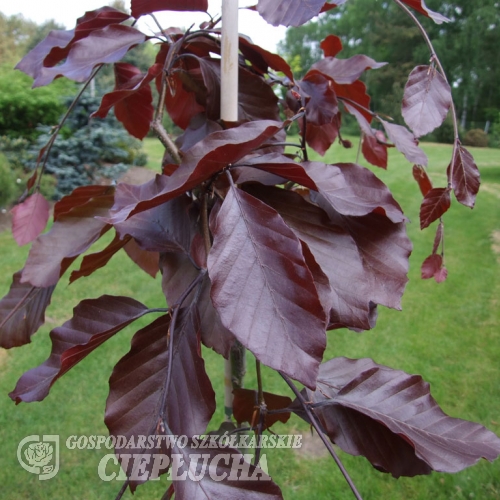 Fagus sylvatica 'Purpurea Pendula' - European beech - Fagus sylvatica 'Purpurea Pendula'