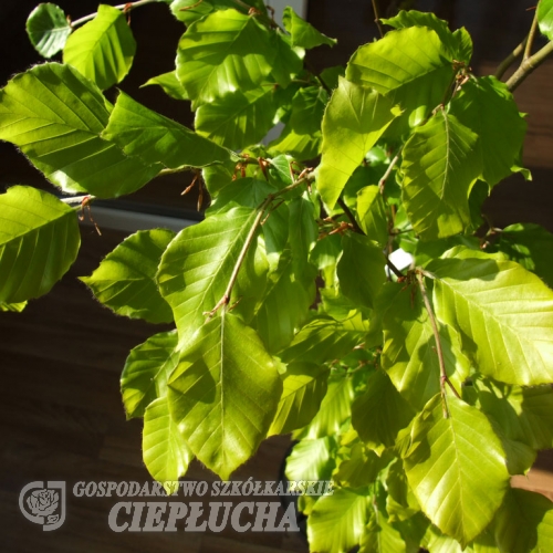 Fagus sylvatica 'Dawyck Gold' - buk pospolity - Fagus sylvatica 'Dawyck Gold'