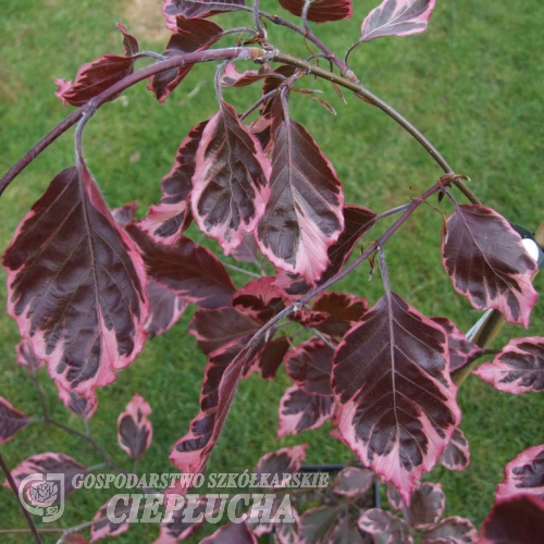 Fagus sylvatica 'Tricolor' - Gemeine Buche ; Rot-Buche - Fagus sylvatica 'Tricolor'