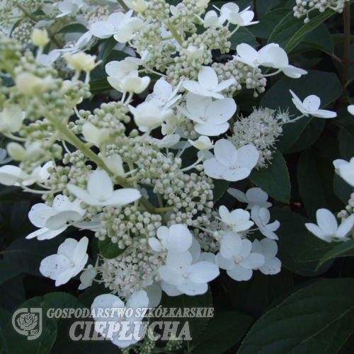 Hydrangea paniculata 'Tardiva' - Rispenhortensie - Hydrangea paniculata 'Tardiva'