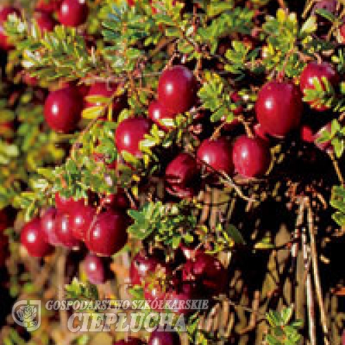 Vaccinium macrocarpon 'Red Star' - Großfrüchtige Moosbeere - Vaccinium macrocarpon 'Red Star'