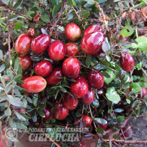 Vaccinium macrocarpon 'Pilgrim' - żurawina wielkoowocowa - Vaccinium macrocarpon 'Pilgrim'