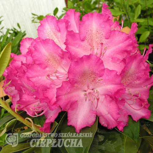 Sternzauber - różanecznik wielkokwiatowy - Sternzauber - Rhododendron hybridum