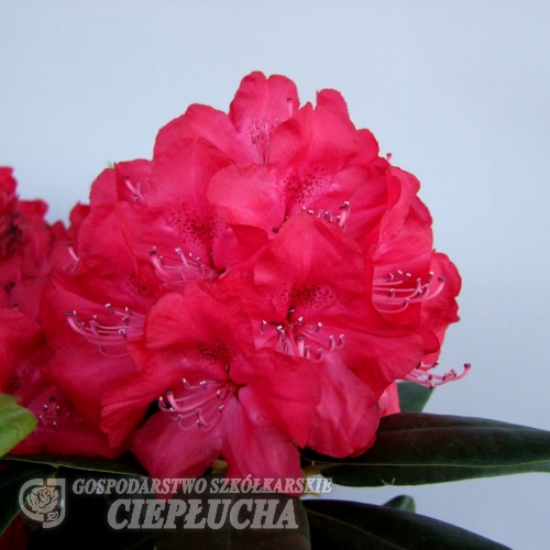 Władysław Jagiełło ROYAL RED PBR - różanecznik wielkokwiatowy - Rhododendron hybridum 'Władysław Jagiełło Royal Red' PBR ROYAL RED