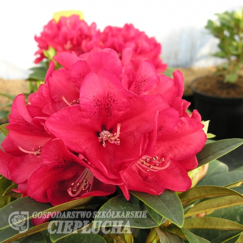 Brisanz - haematodes-hybr. - Rhododendron Hybride - Brisanz - Rhododendron hybridum