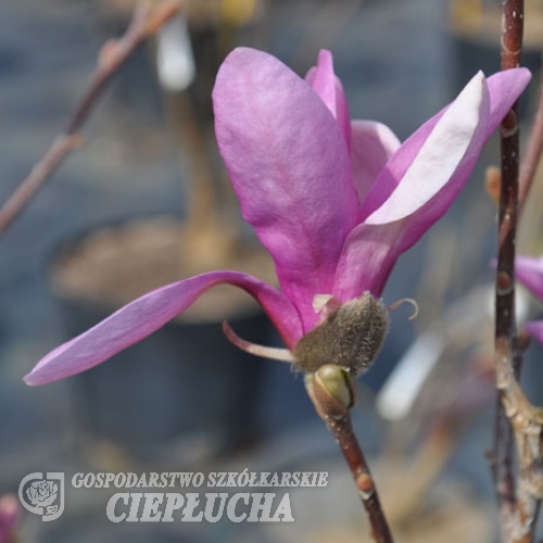 Jane - magnolia - Jane - Magnolia