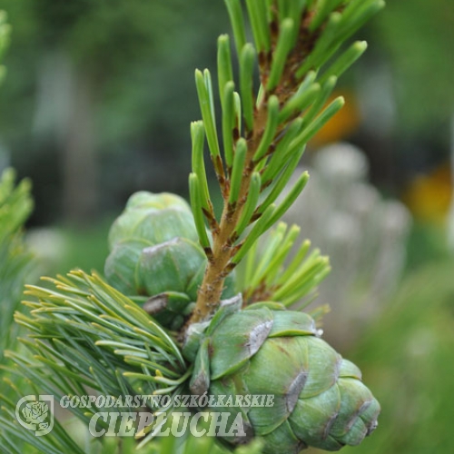 Pinus parviflora Ryu-ju' - Cосна мелкоцветковая - Pinus parviflora 'Ryu-ju'