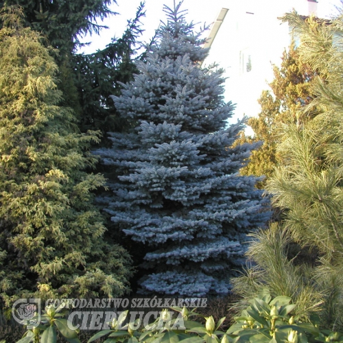 Picea pungens 'Glauca Compacta' - Eль колючая - Picea pungens 'Glauca Compacta'