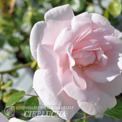 New Dawn - Climbing Rose - Rosa New Dawn