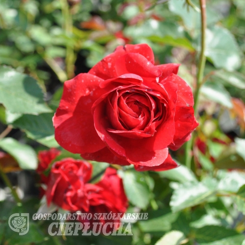 Paul's Scarlet Climber - Schlingrose - Rosa Paul's Scarlet Climber