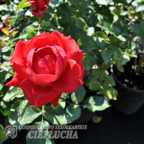 Flammentanz - róża pnąca - Rosa Flammentanz
