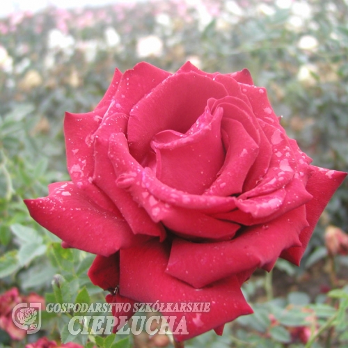 Burgund - Grandiflora Rose - Rose Burgund